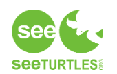 See Turtles